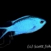 chromis_blue_pi_jar_h_0142_cub2041.jpg